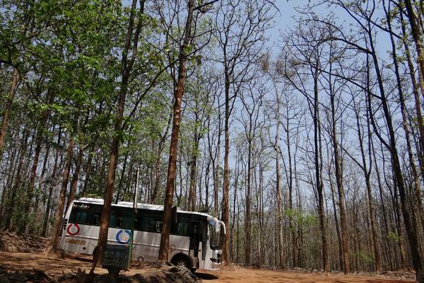 Wald Reisebuss